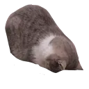 ir_sadd