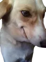 hydri