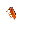 RoachRainbow