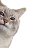 cat_peek