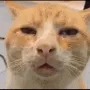 wtfCat wtfCat