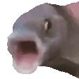 POGGERS