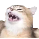 Catgiggle CatGiggle Discord Emoji