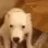 dogungus dogungus