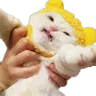 CattoAnguish