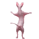 5214dancingsphynxcat