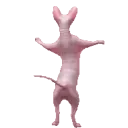 5214dancingsphynxcat