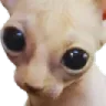 aliencat