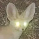 LaserFennec LaserFennec