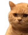 catglare Discord emoji