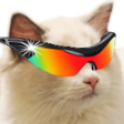 catwicked Discord emoji