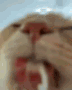 lamvidanal_Mtln Discord emoji