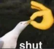 duck_shut