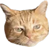 meancat meancat