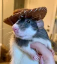 cowboyrat