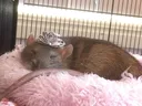 princessrat