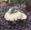 shroomrat