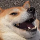 Dogo_laughing