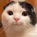 Cat_smirk