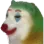 Nyt_Joker_rexx_amo