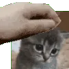 petpet