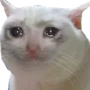 sadCat