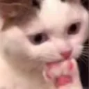 nervouscat