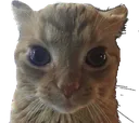 emcat