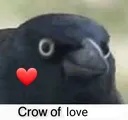 crow_of_love