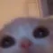 catpeek