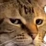 upsetcat upsetcat