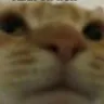 gato