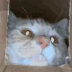 CE_SniffSniff2