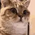 CE_CatOmg