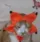 CE_CatNoDance CE_CatNoDance
