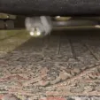 CE_CattoGremlin