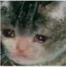 sadje