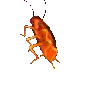 dd_meme_rgbroach