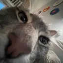 snifg