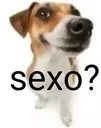 sexo