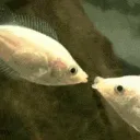 fishkiss fishkiss