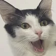 takaggToruPog