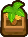 BananaDarm