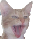 catpog Discord emoji