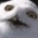 sillyjupi