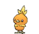 torchic