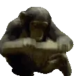 madmonke