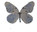 01butterfly5