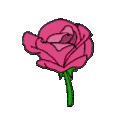 rosebloompink