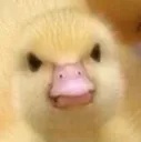 duckmad duckmad